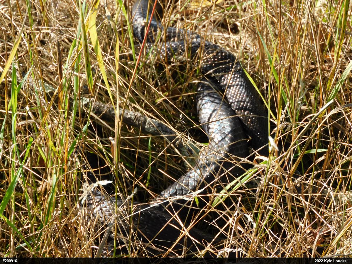 Eastern Ratsnake