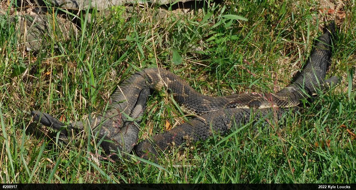 Timber Rattlesnake