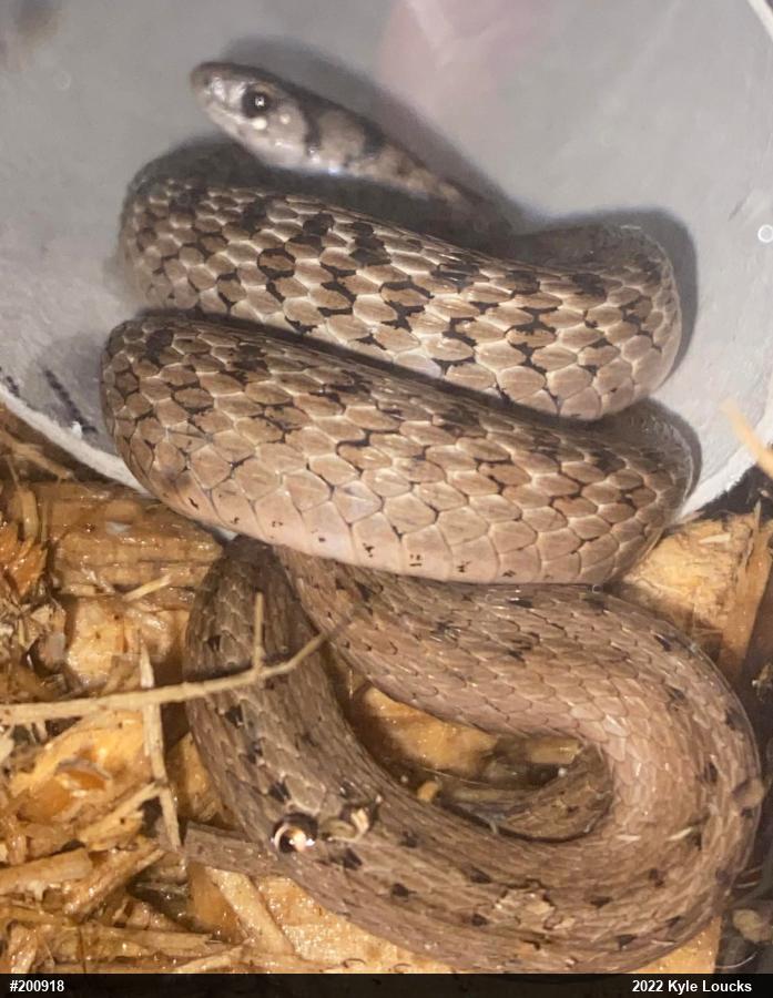 Dekay's Brownsnake