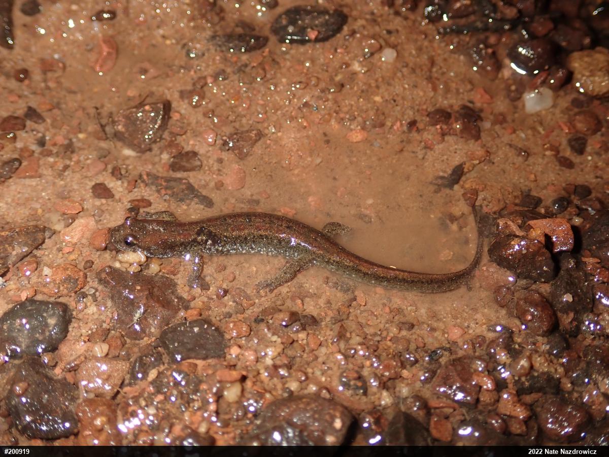 Northern Dusky Salamander