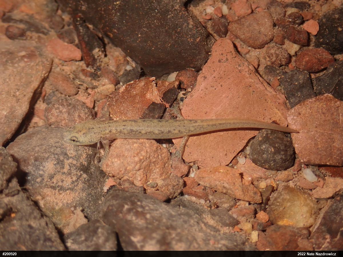 Northern Two-lined Salamander