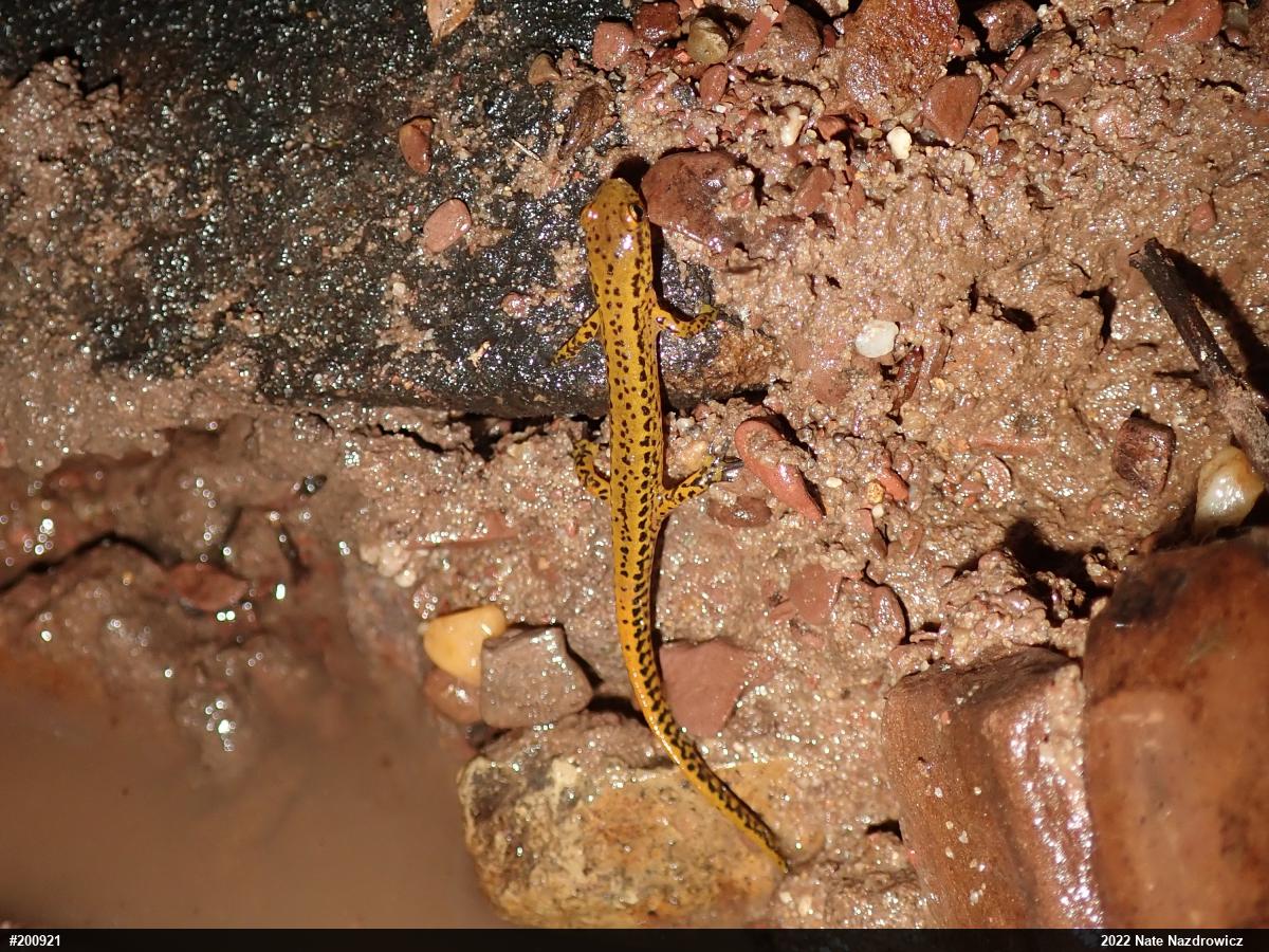 Eastern Long-tailed Salamander