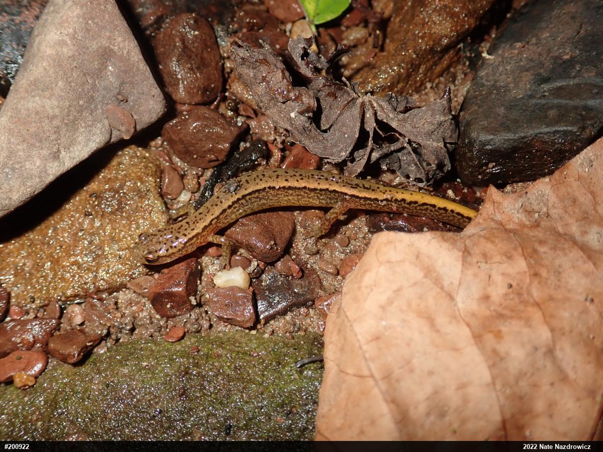 Northern Two-lined Salamander