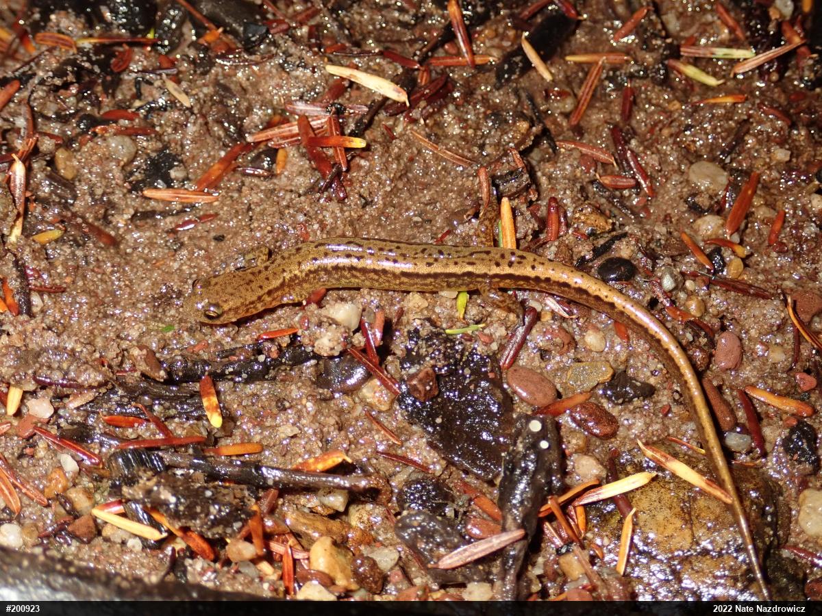 Northern Two-lined Salamander