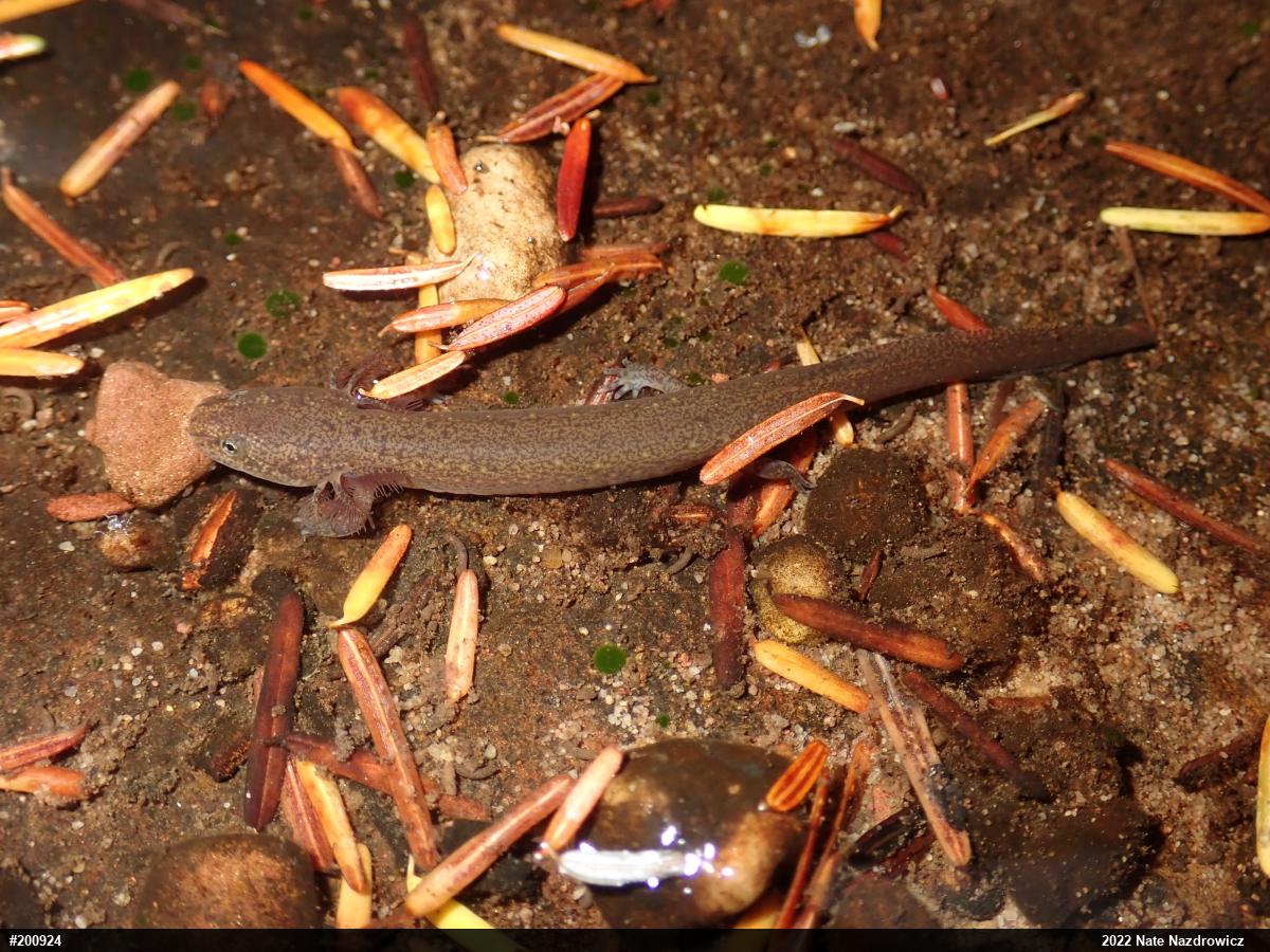 Northern Red Salamander