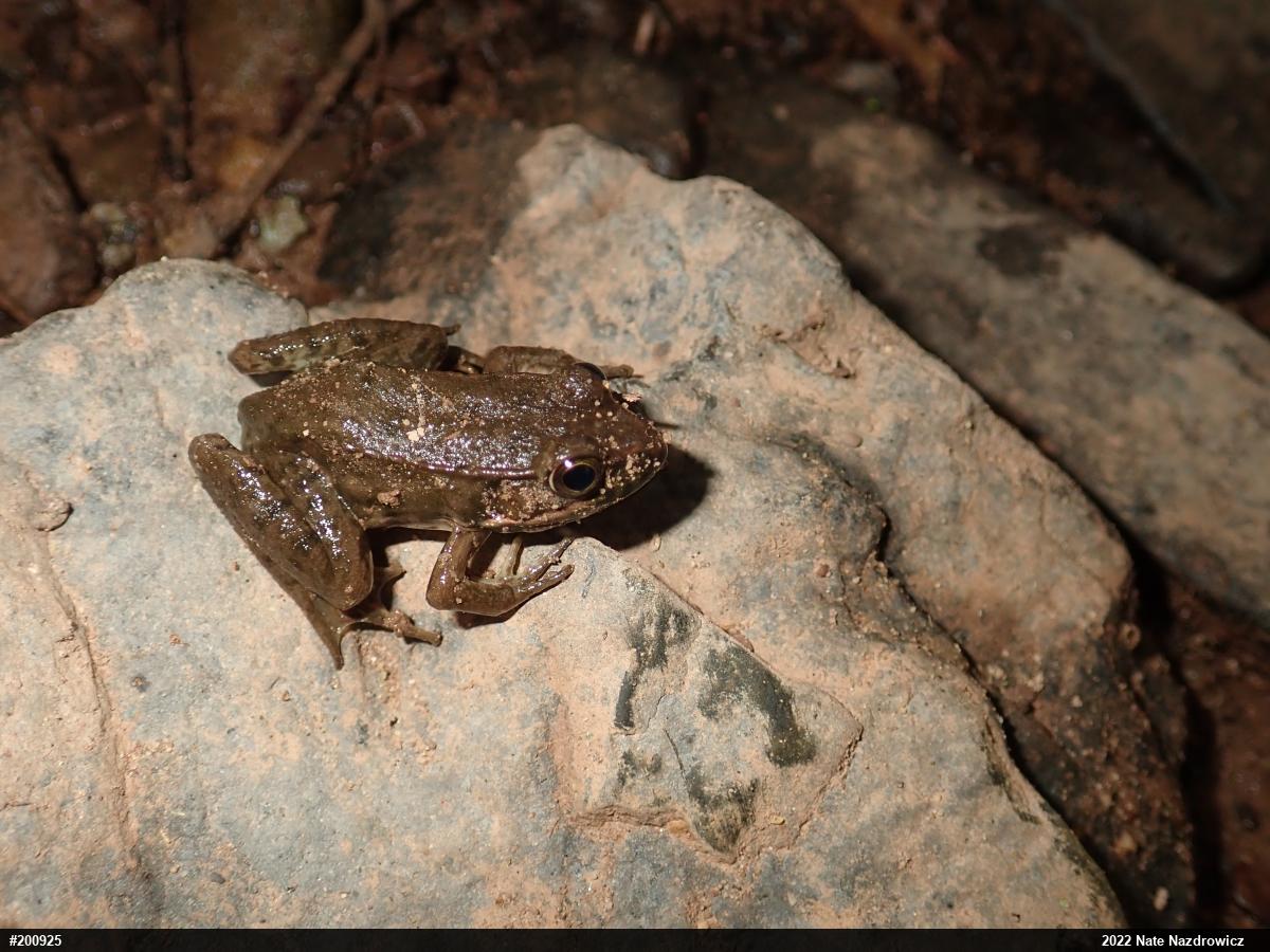 Green Frog