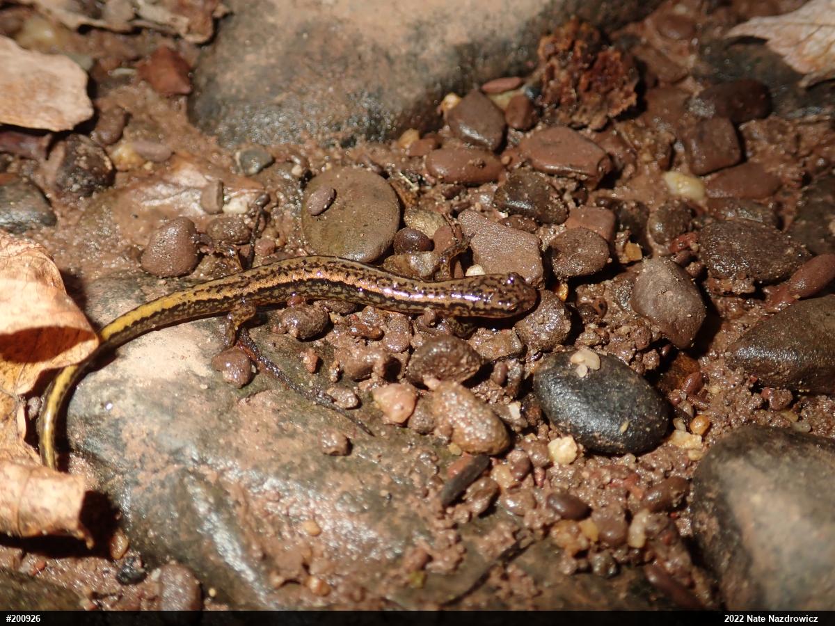Northern Two-lined Salamander