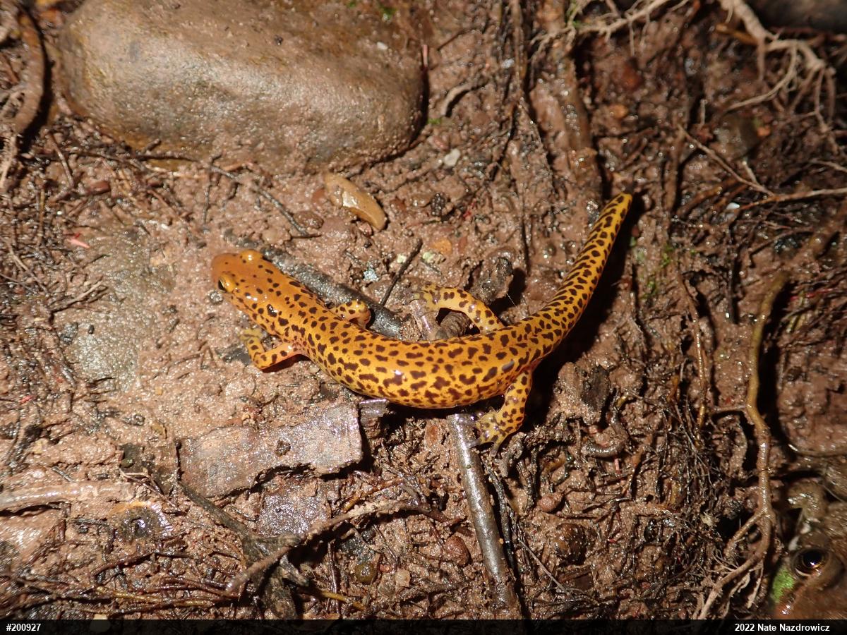 Eastern Long-tailed Salamander