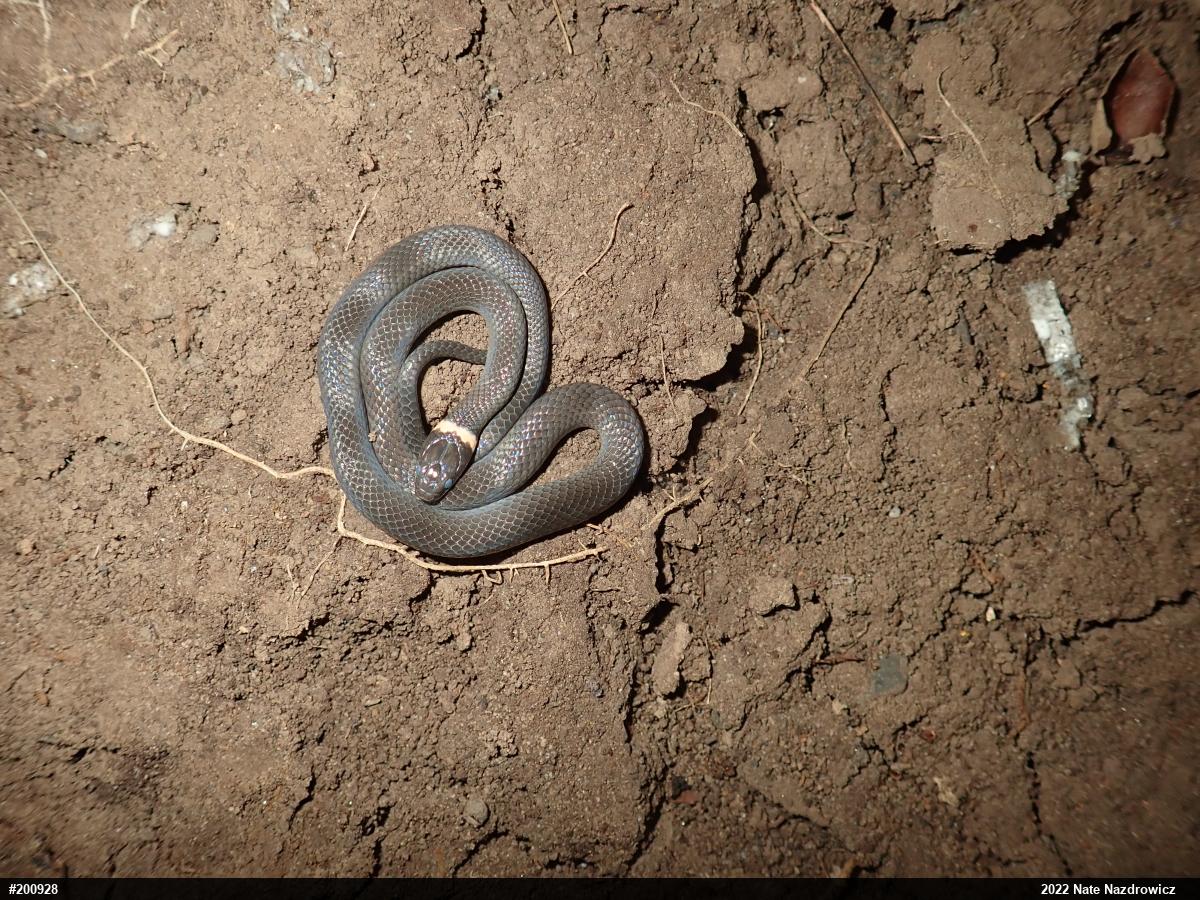 Northern Ring-necked Snake