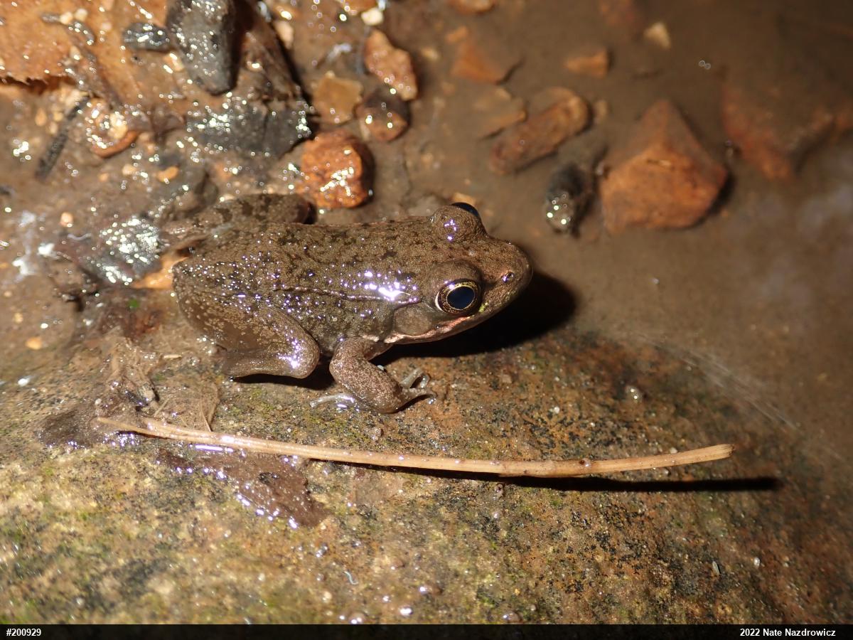 Green Frog