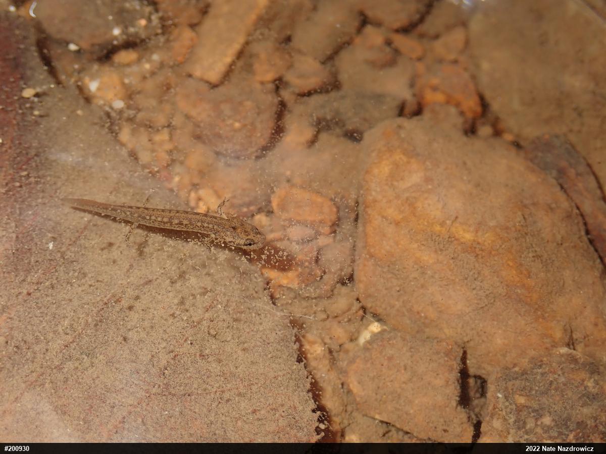 Northern Two-lined Salamander