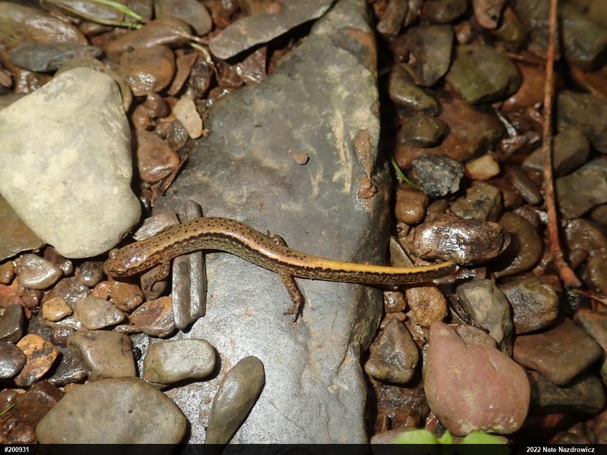 Northern Two-lined Salamander