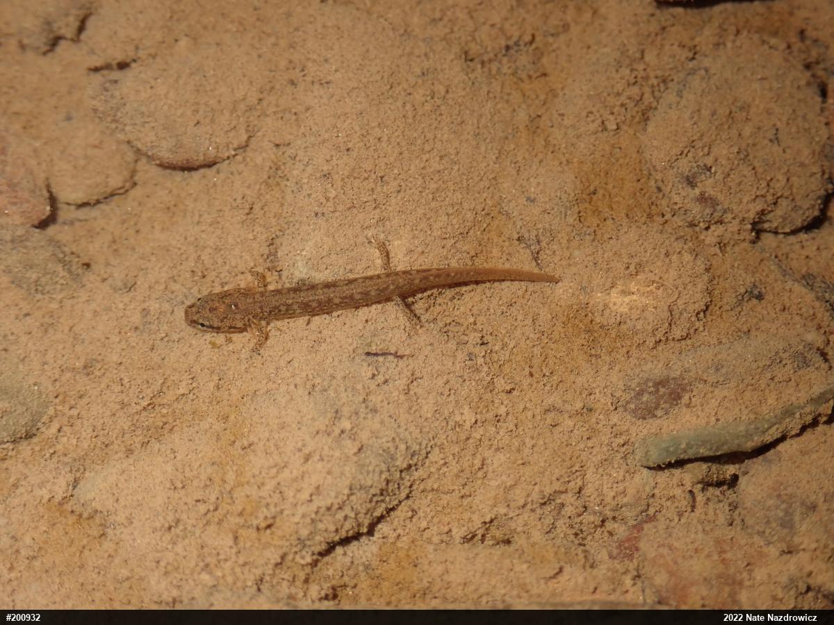 Northern Two-lined Salamander