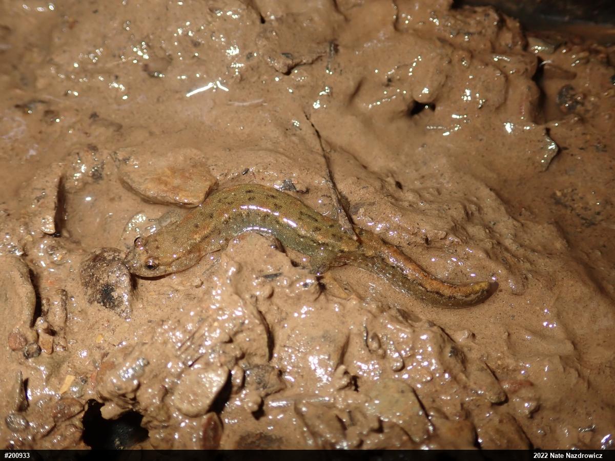 Northern Dusky Salamander