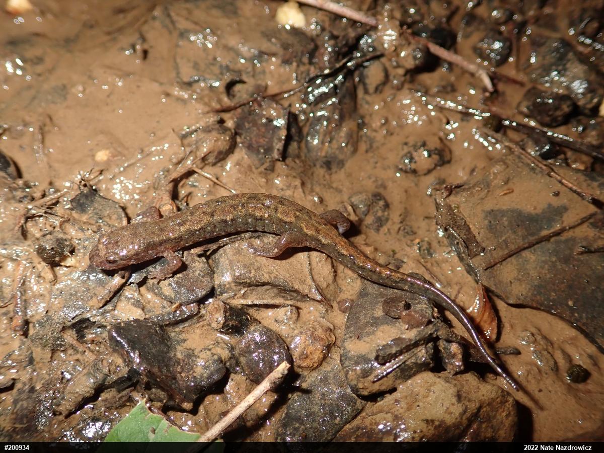 Northern Dusky Salamander
