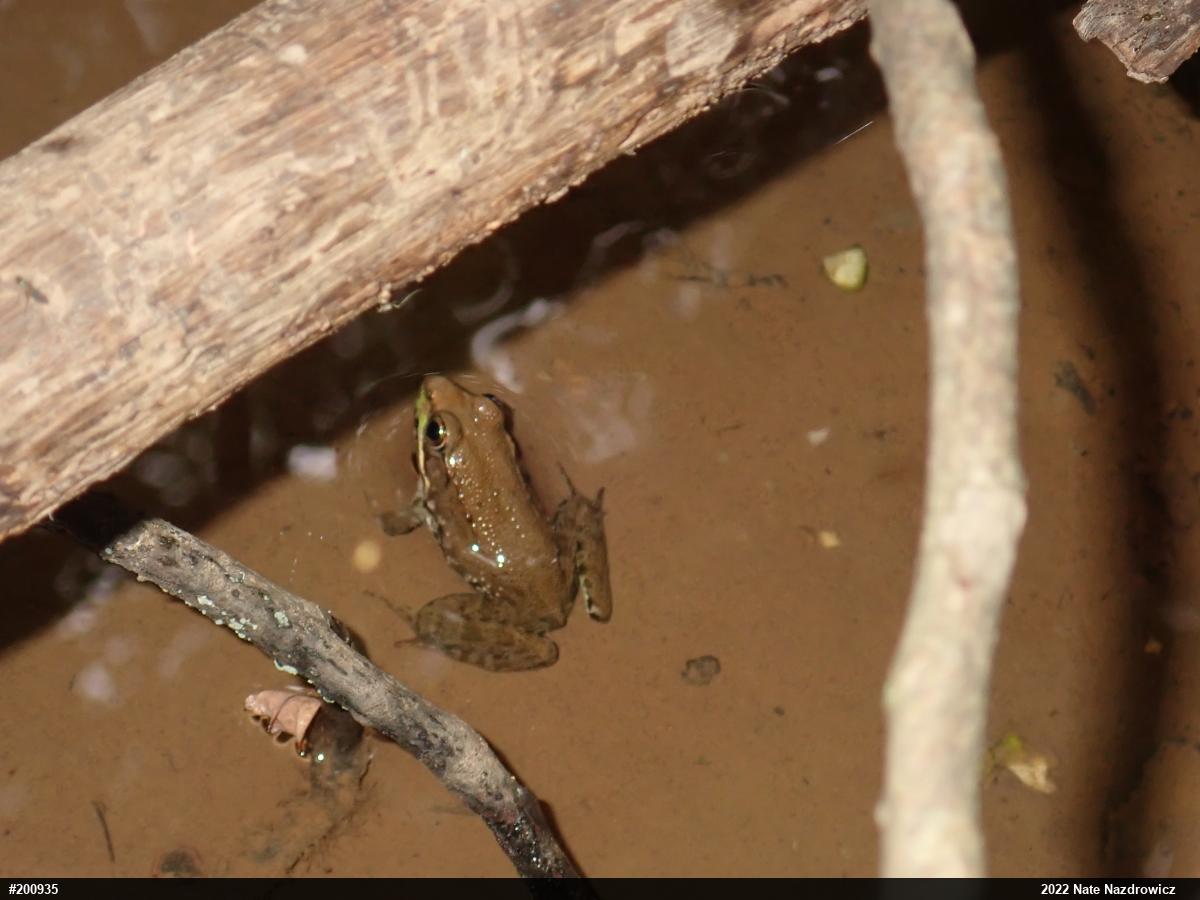 Green Frog