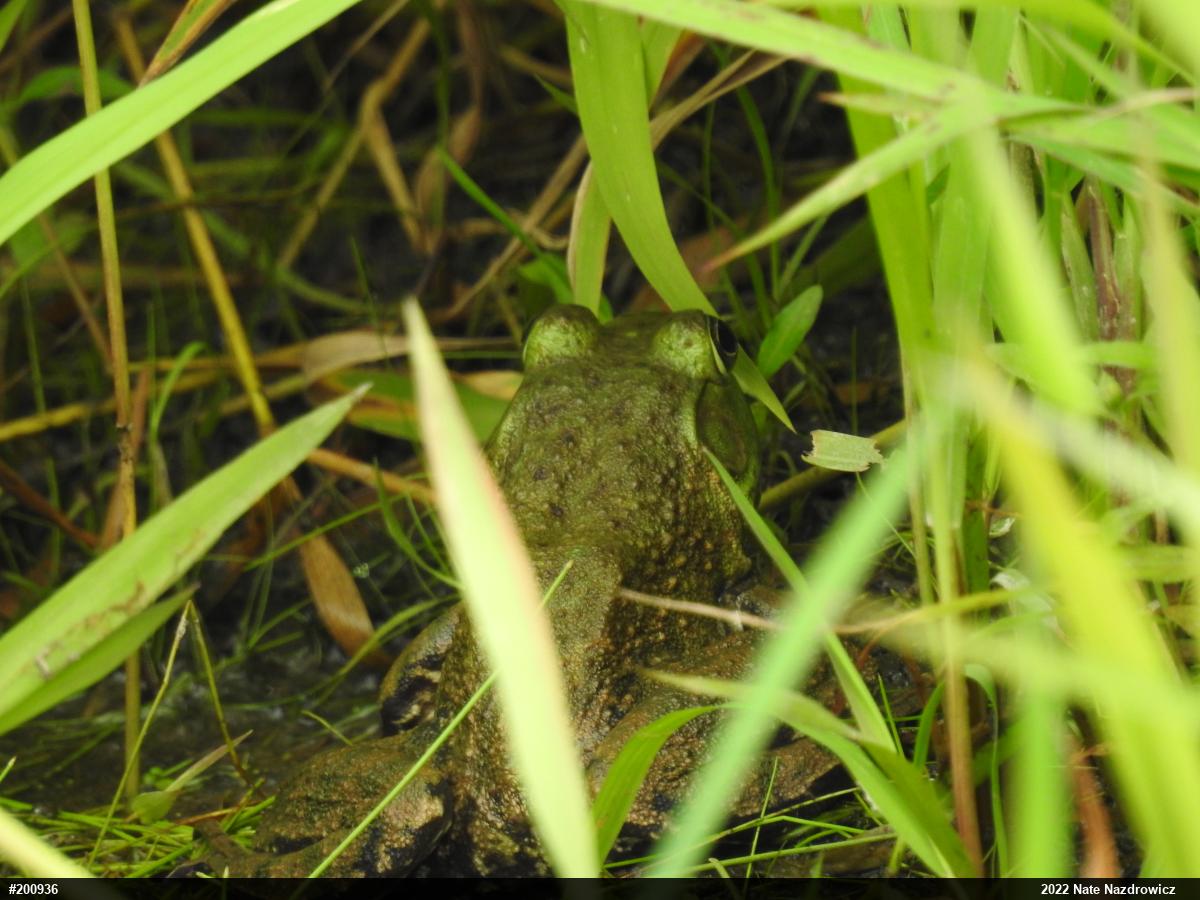 American Bullfrog