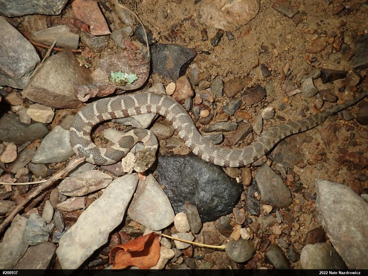 Northern Watersnake