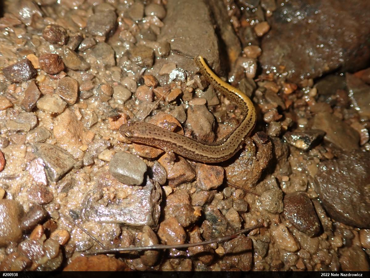Northern Two-lined Salamander