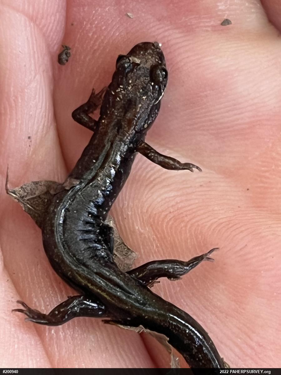 Allegheny Mountain Dusky Salamander