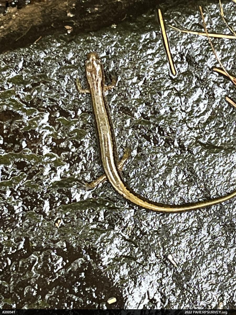 Northern Two-lined Salamander