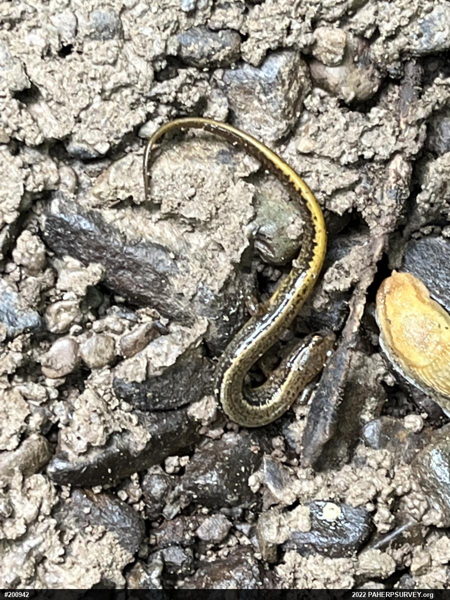Northern Two-lined Salamander