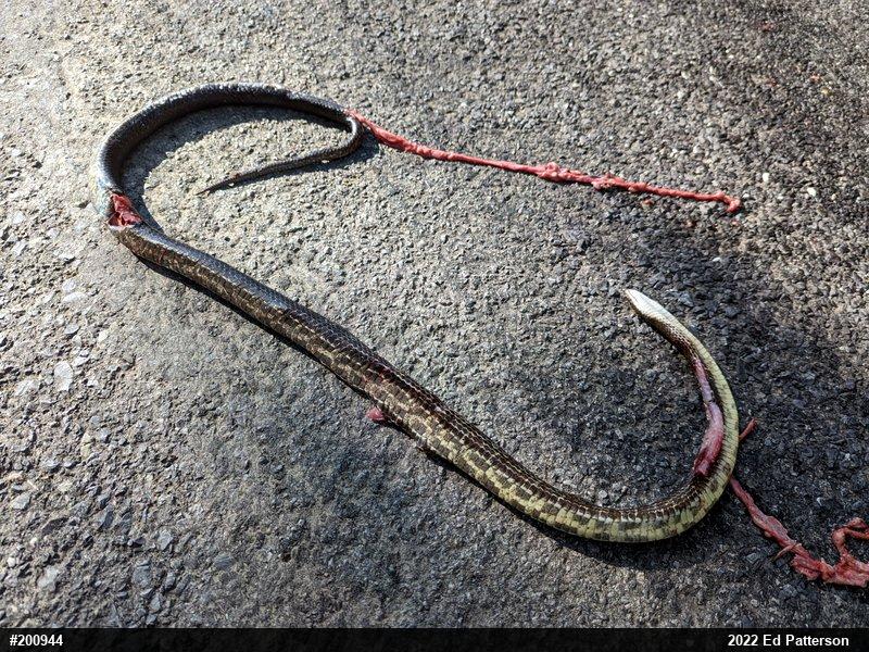 Eastern Ratsnake