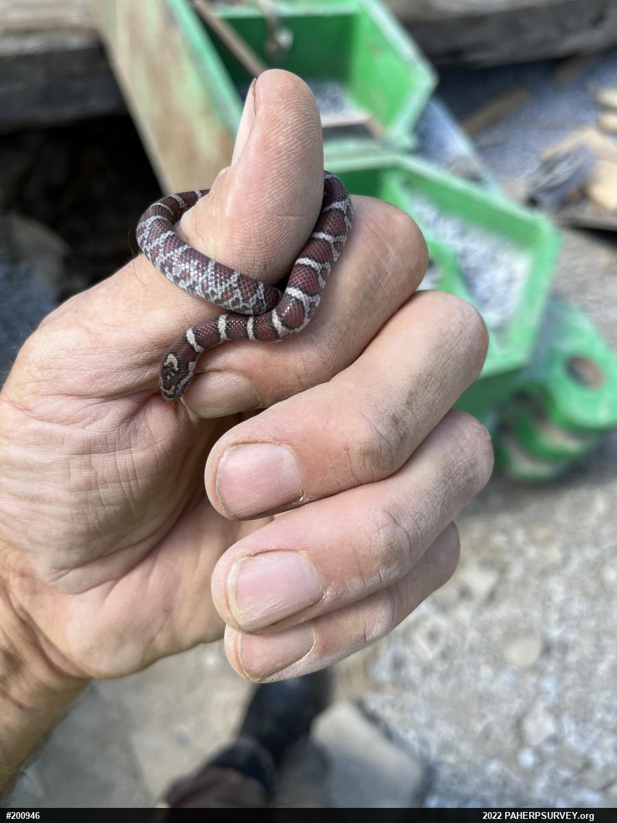 Eastern Milksnake