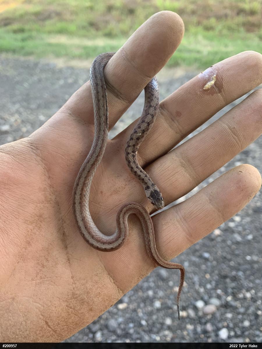 Dekay's Brownsnake