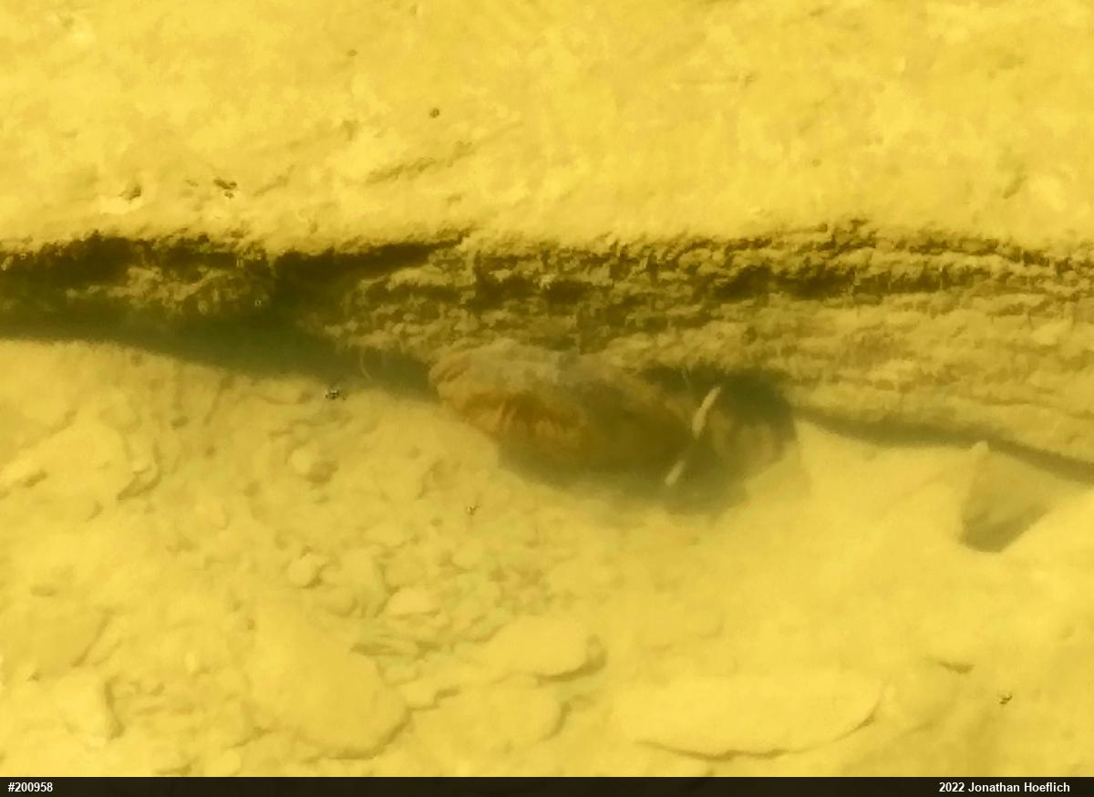 Eastern Hellbender