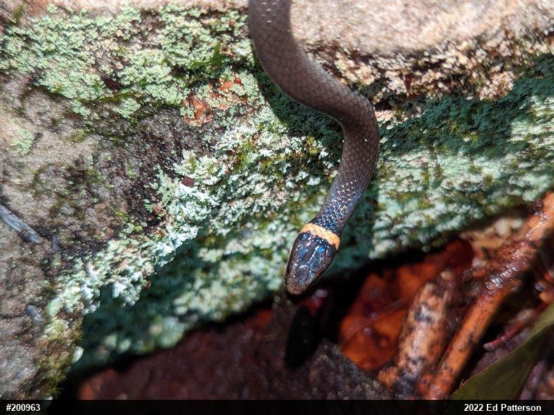 Northern Ring-necked Snake