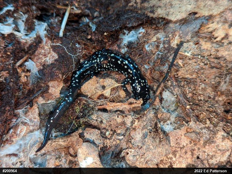 Northern Slimy Salamander