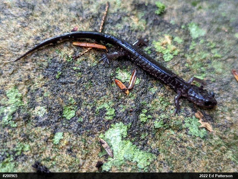 Wehrle's Salamander