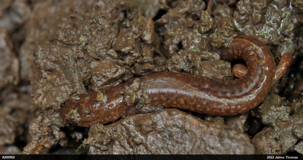 Northern Spring Salamander