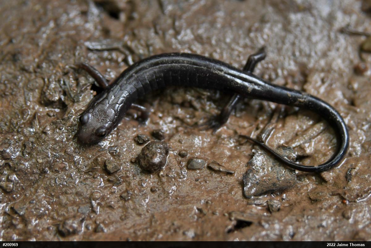 Allegheny Mountain Dusky Salamander