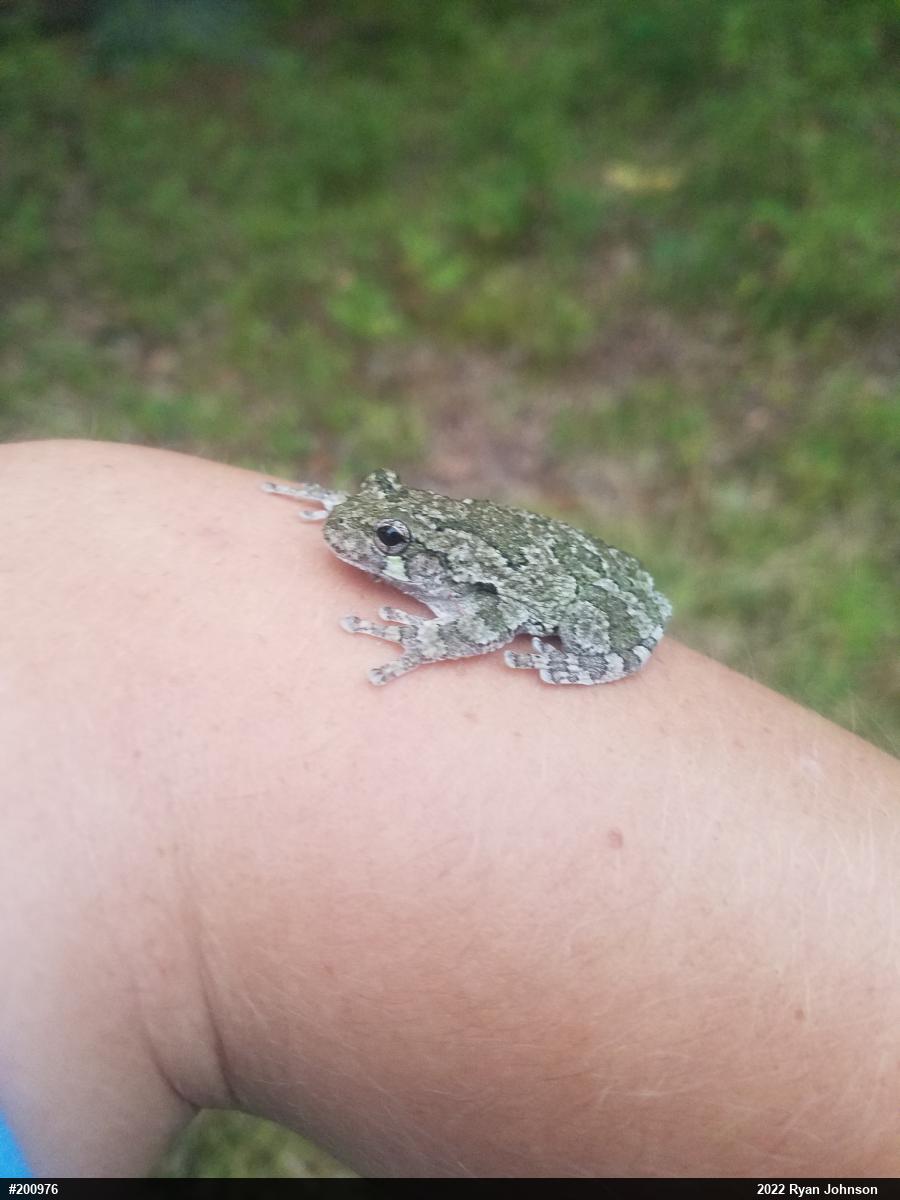 Unknown Gray Treefrog