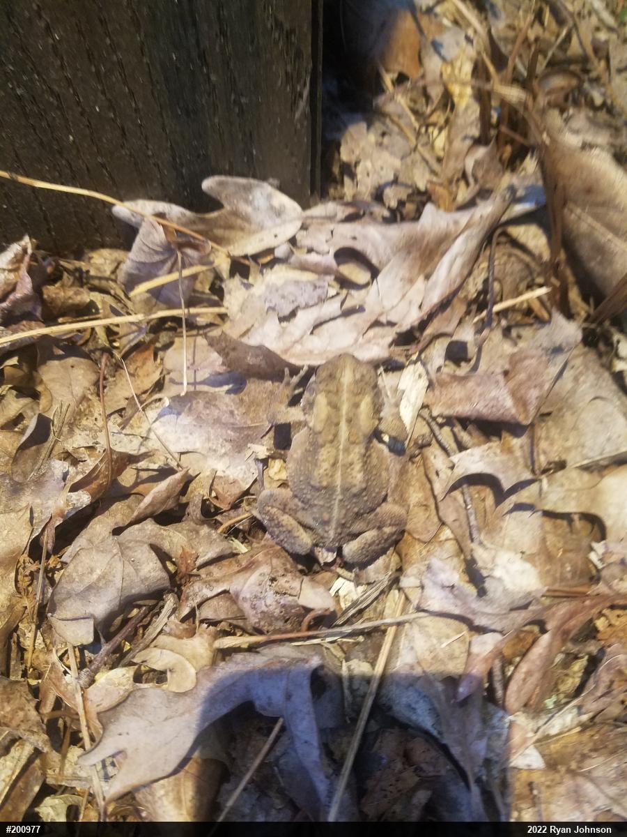 Eastern American Toad