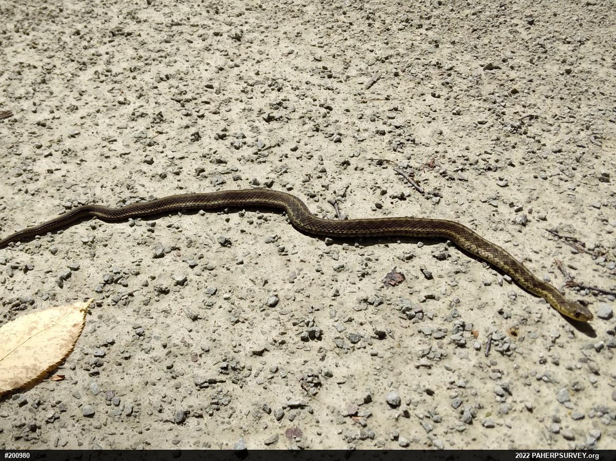 Eastern Gartersnake