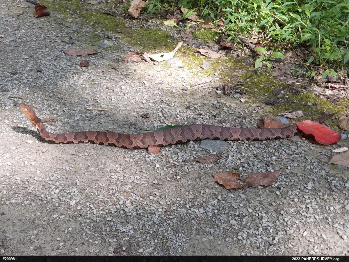 Northern Copperhead