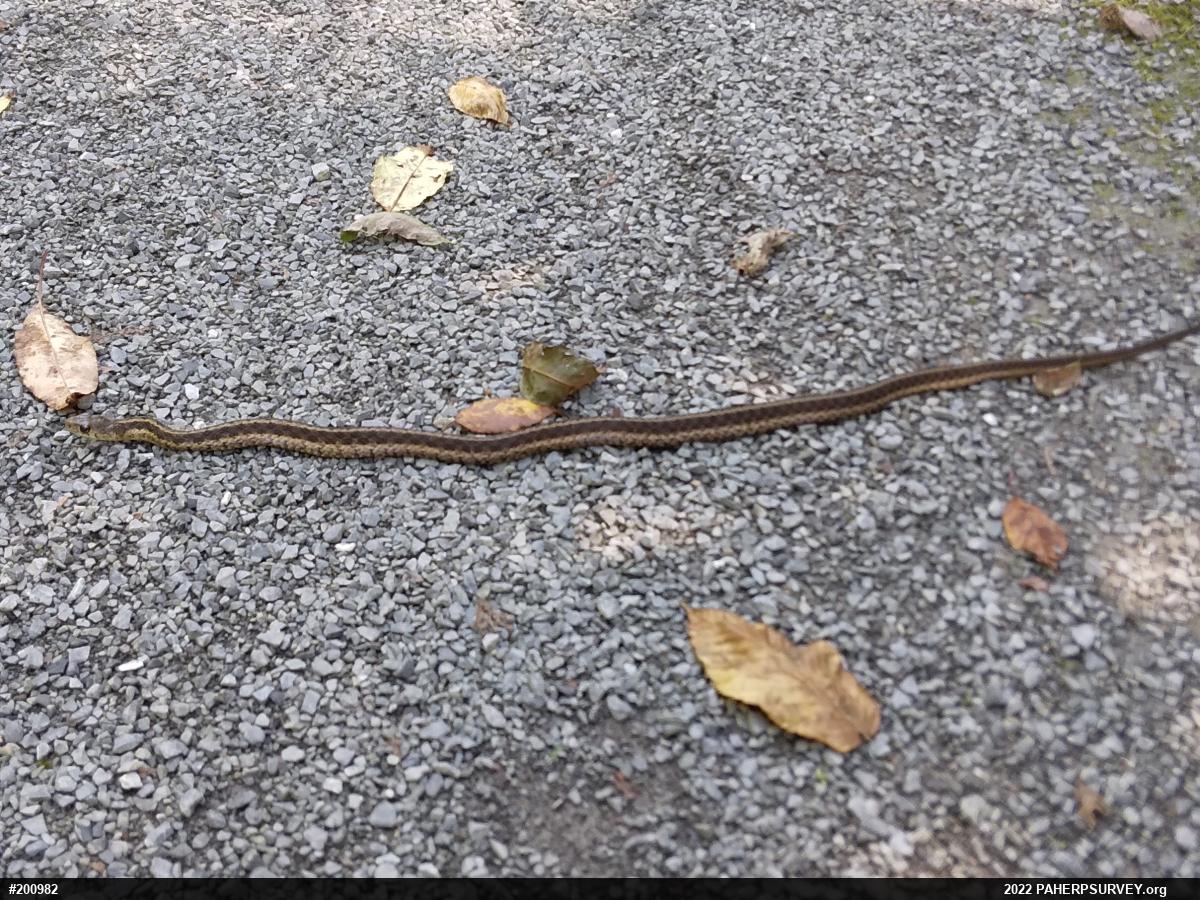 Eastern Gartersnake