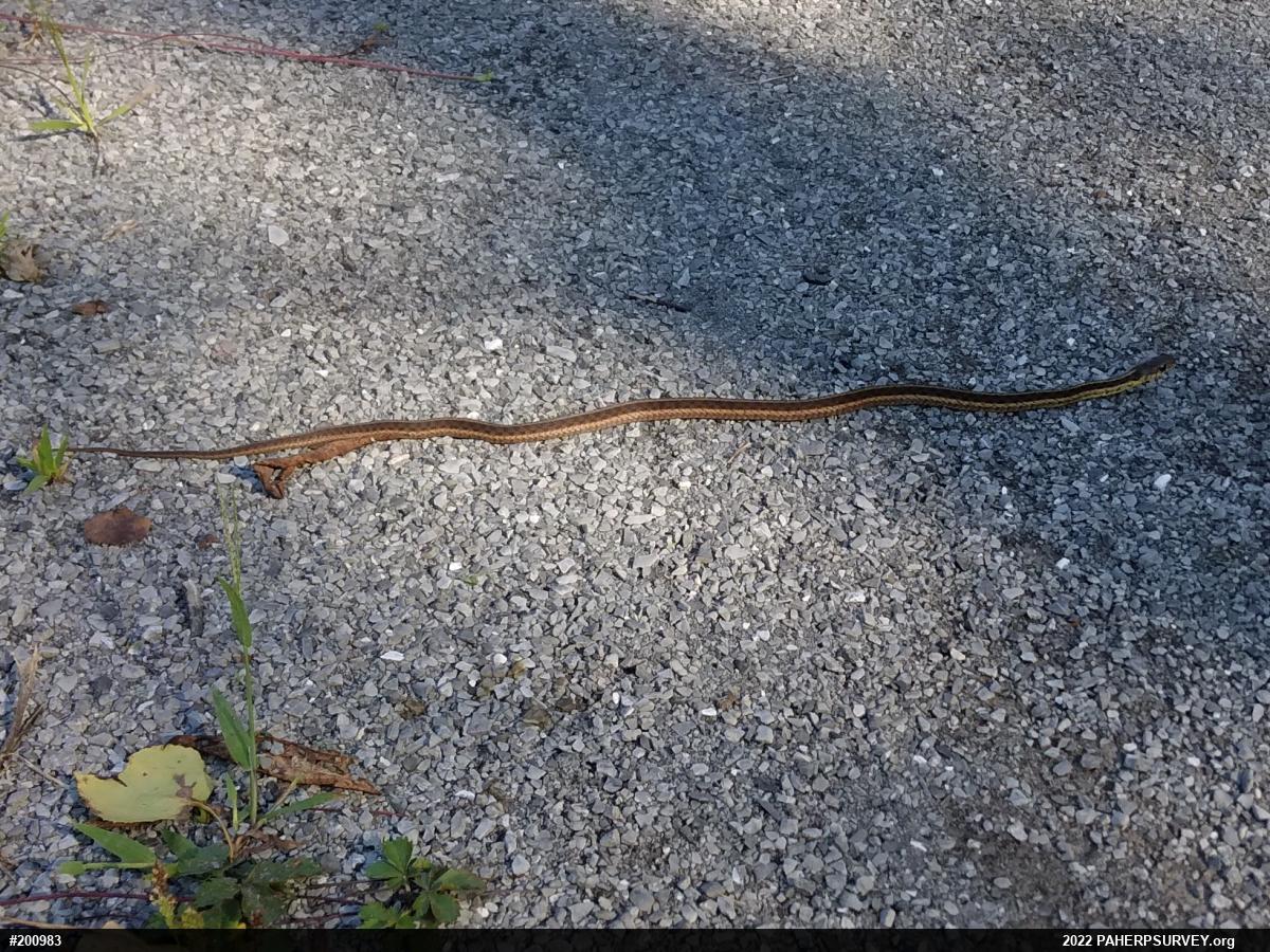 Eastern Gartersnake