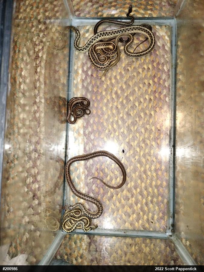 Eastern Gartersnake