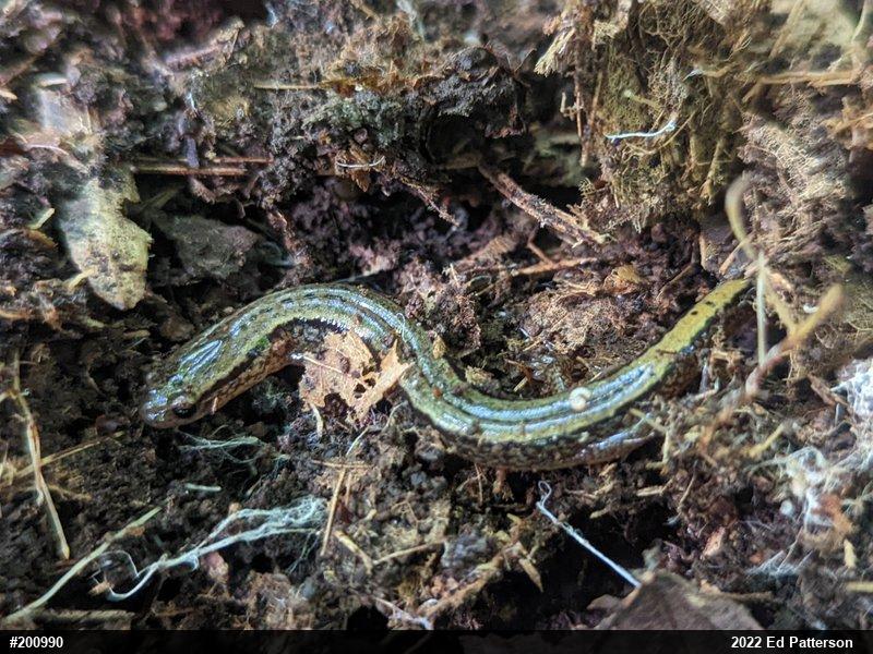 Northern Two-lined Salamander
