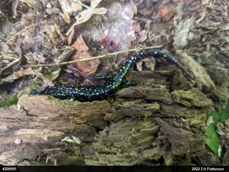 Northern Slimy Salamander