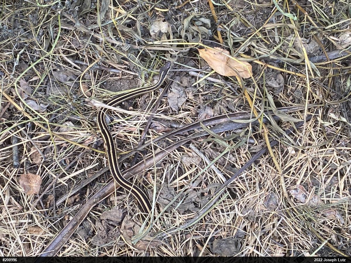 Eastern Ribbonsnake