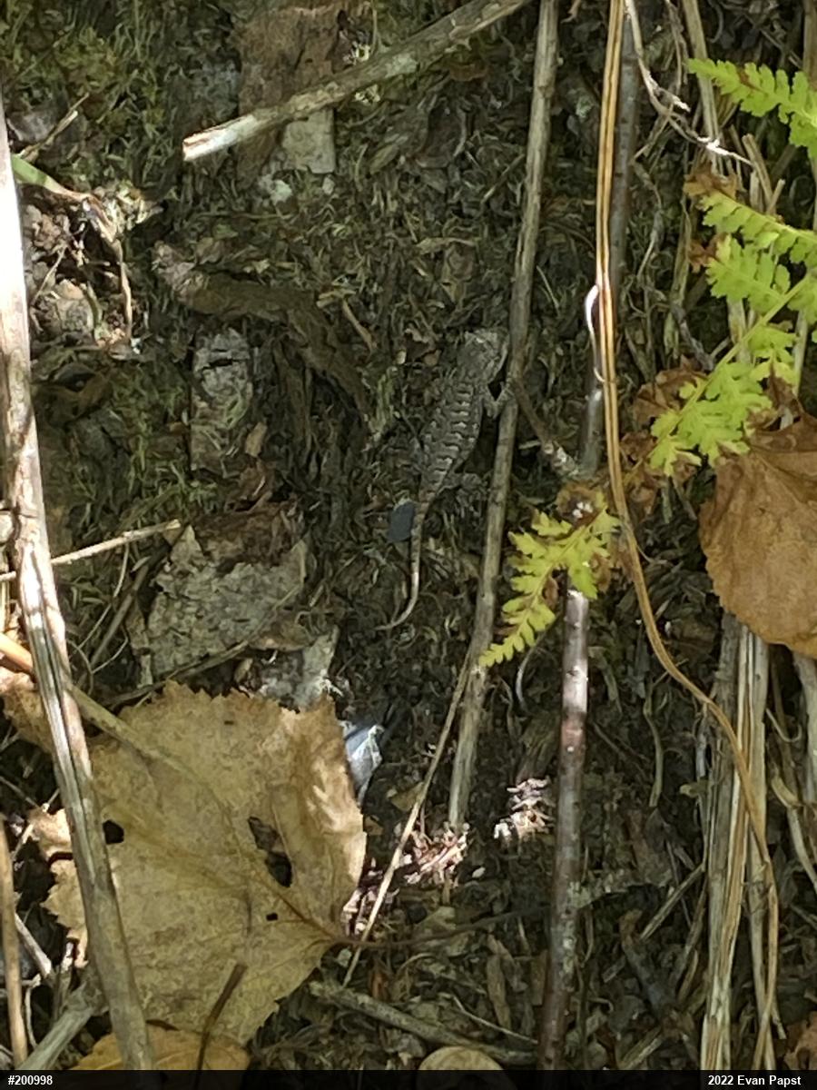 Eastern Fence Lizard