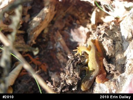 Red-spotted Newt