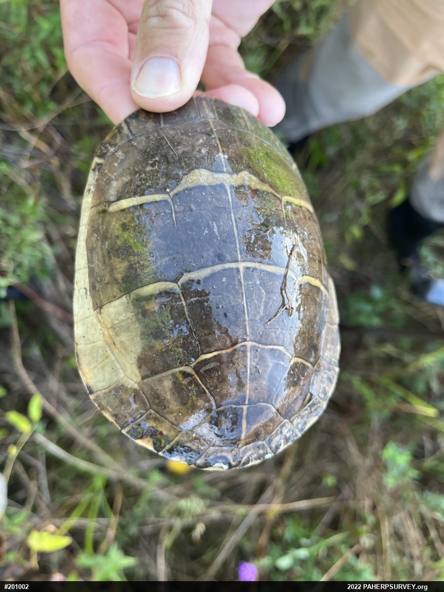 Eastern Painted Turtle