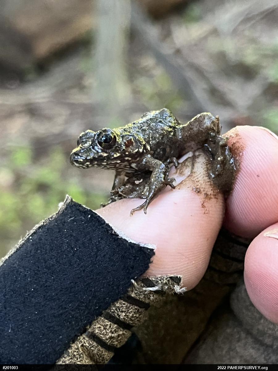 True Frogs