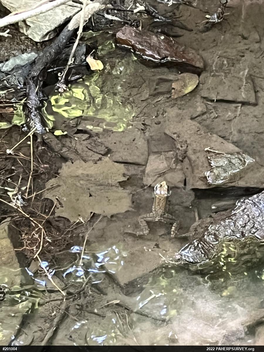 Green Frog